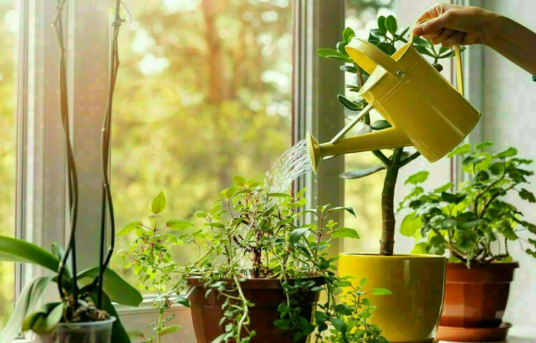 indoor-plant-care-protection-cvekje-nega-odrzhuvanje-navodnuvanje-cvekjinja