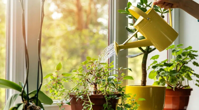 indoor-plant-care-protection-cvekje-nega-odrzhuvanje-navodnuvanje-cvekjinja