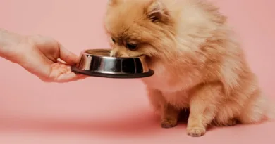 Pomeranian-Dog-eating-food