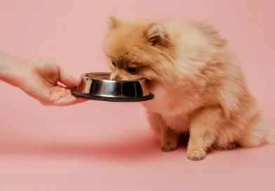 Pomeranian-Dog-eating-food