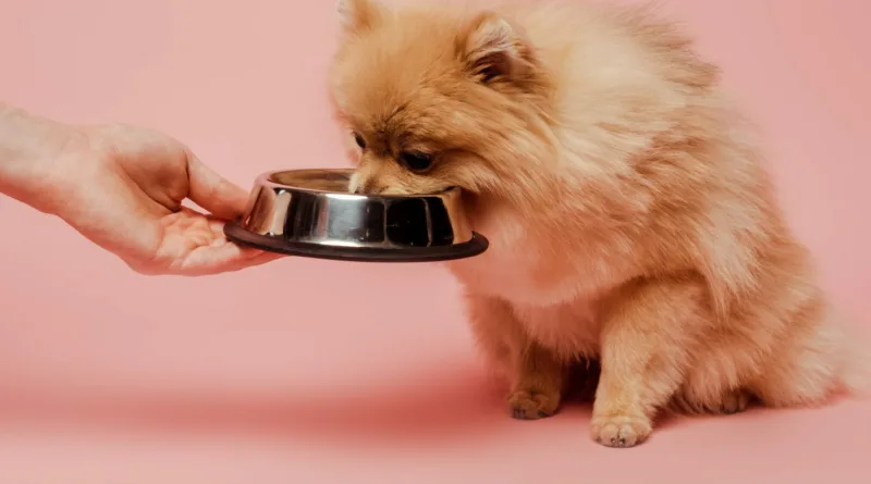 Pomeranian-Dog-eating-food