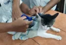 Мачка-шверцува-дрога-во-затвор-во-Костарика