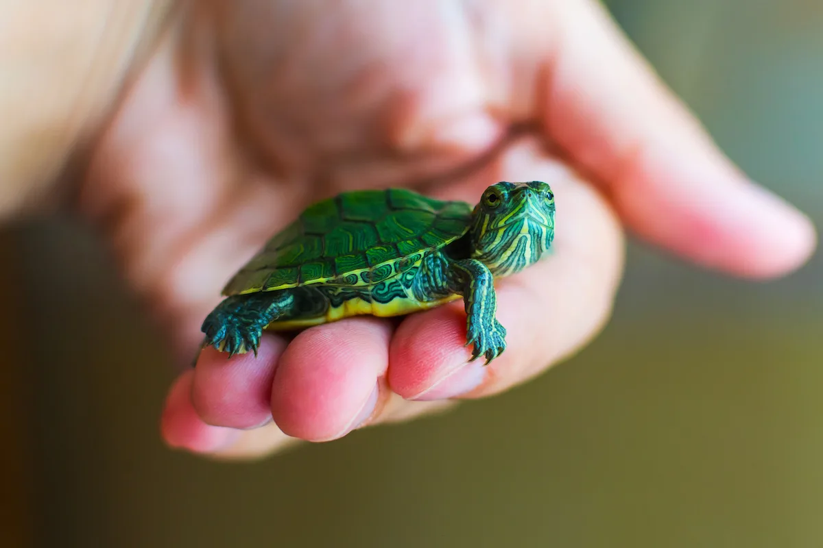 Мала (миниатурна) Желка turtle-желка-мини-желка