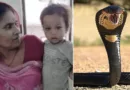 дете гризна кобра индија