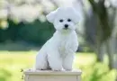 Bishon frise training