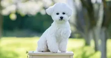 Bishon frise training