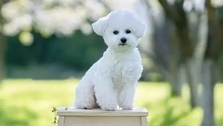 Bishon frise training