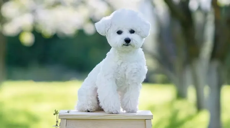 Bishon frise training