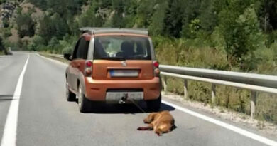 Fiat panda portokalova metalik boja vlece vleche zavrzano kuche na zadniot del avtomobil