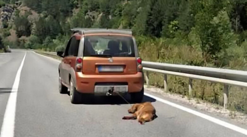 Fiat panda portokalova metalik boja vlece vleche zavrzano kuche na zadniot del avtomobil