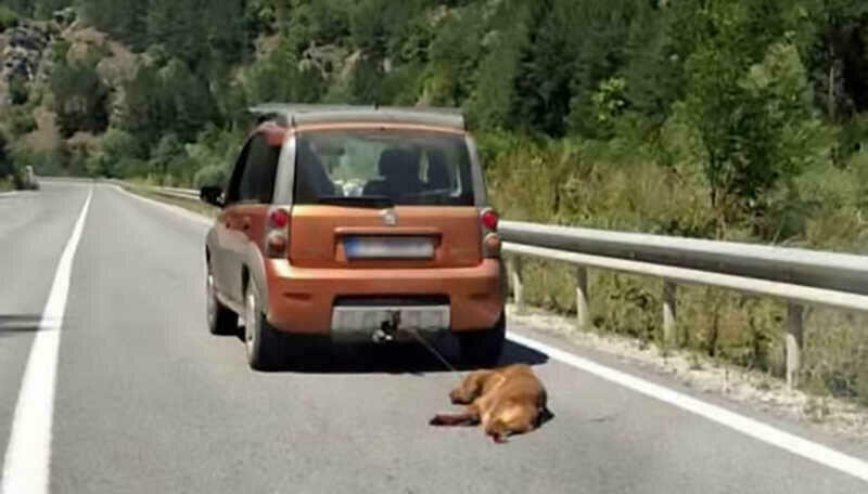 Автомобил марка Фиат Панда влече куче во Македонија Fiat panda portokalova metalik boja vlece vleche zavrzano kuche na zadniot del avtomobil