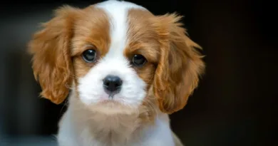 Кокер Шпаниел Кавалиер Кинг Чарлс Куче