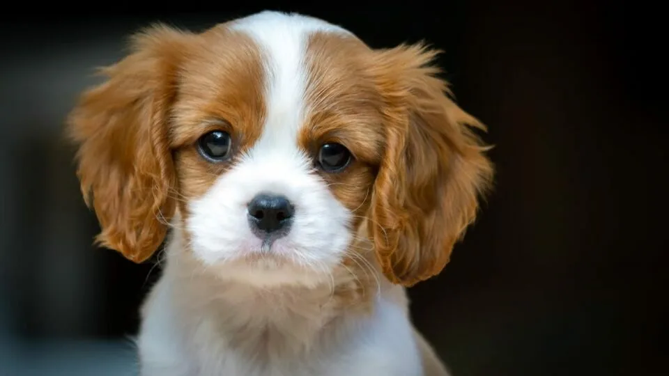 7 раси на кучиња што ќе го разубават животот на повозрасните