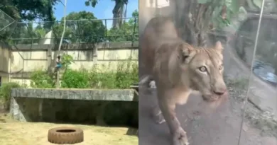 лавица бразил