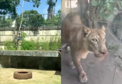 лавица бразил