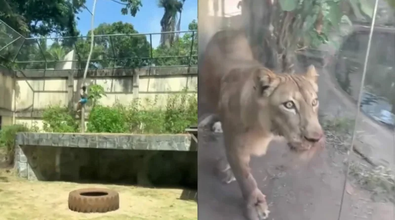 лавица бразил