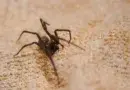 пајак во домот
