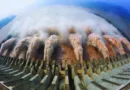 Photograph of the three gorges dam in china 1200x727