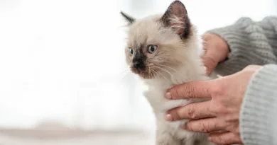 Ragdoll раса Мачка