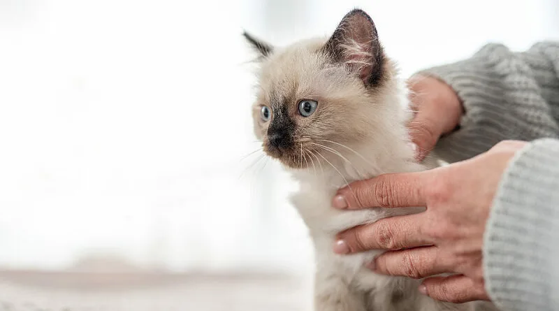 Ragdoll раса Мачка